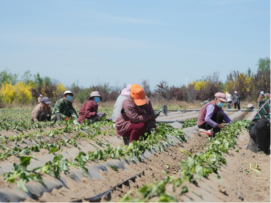 �Żݻ�������� -��ҳ
